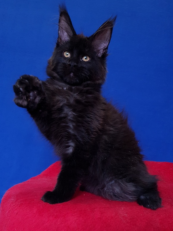 Viola Akbars - Kitten maine-coon 4 months 2.5 weeks