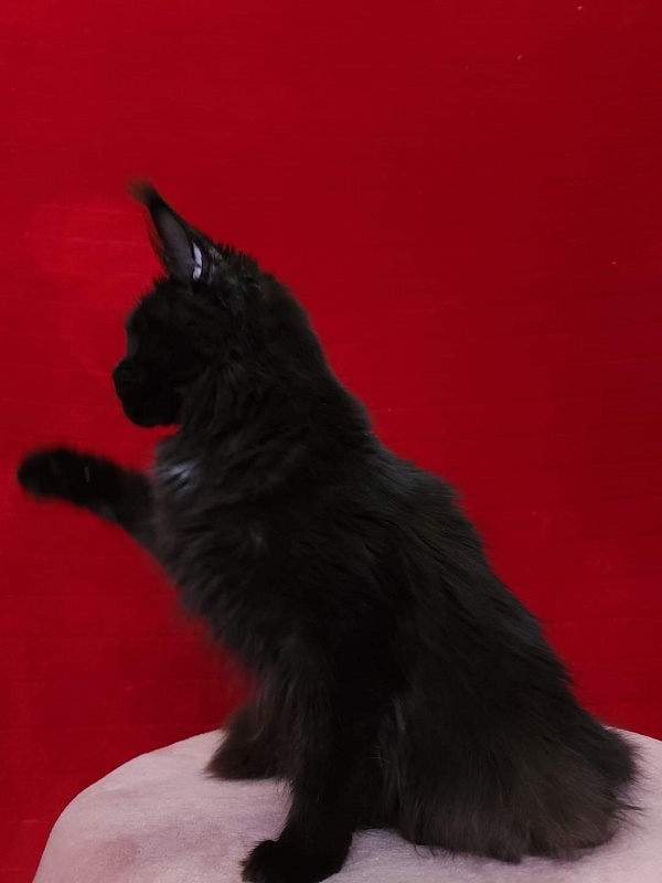 Viola Akbars - Junior maine-coon 8 months 1 week