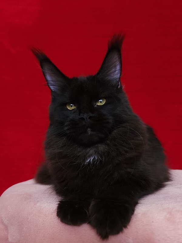 Viola Akbars - Junior maine-coon 8 months 1 week