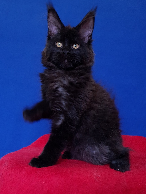 Viola Akbars - Kitten maine-coon 4 months 2.5 weeks