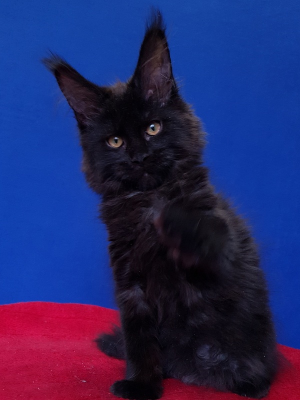 Viola Akbars - Kitten maine-coon 4 months 2.5 weeks