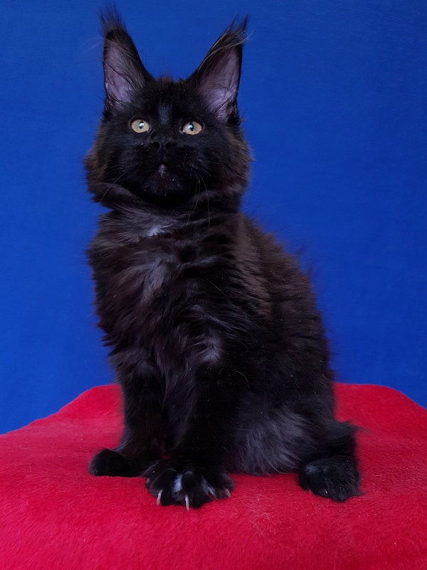 Viola Akbars - Kitten maine-coon 4 months 2.5 weeks