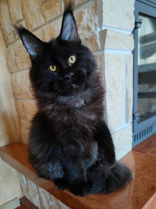 Viola Akbars - Kitten maine-coon 5 months 3.5 weeks