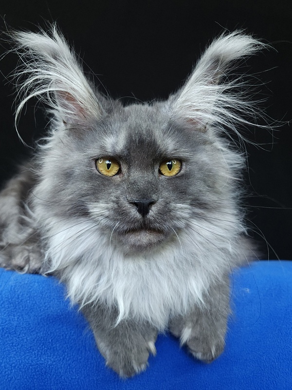 X*Warm sun Akbars (polydactyl 66/66) - Котенок мейн-кун 6 месяцев 0,5 недель