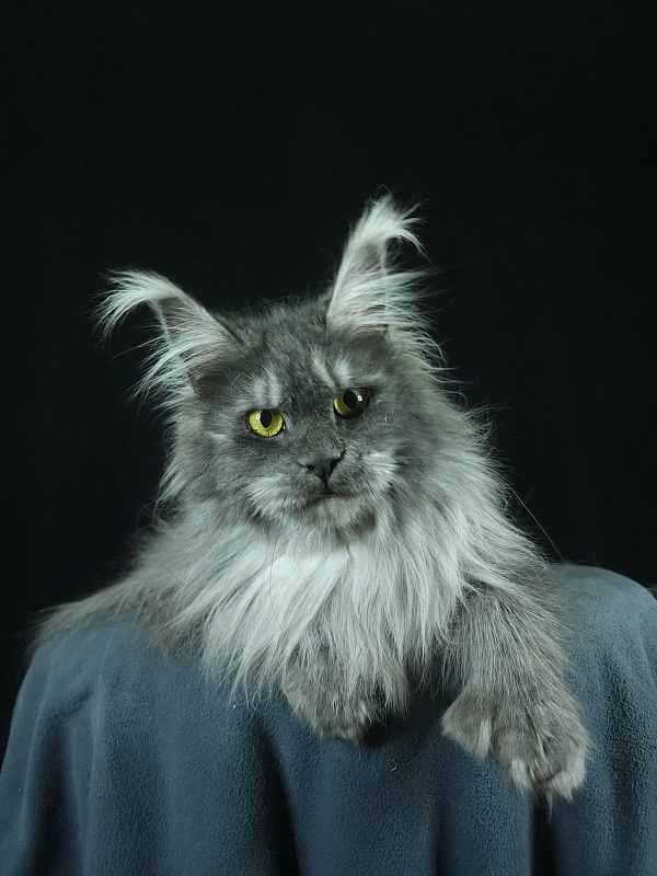 X*Warm sun Akbars (polydactyl 66/66) - Взрослый мейн-кун 1 год 9 месяцев 3 недели