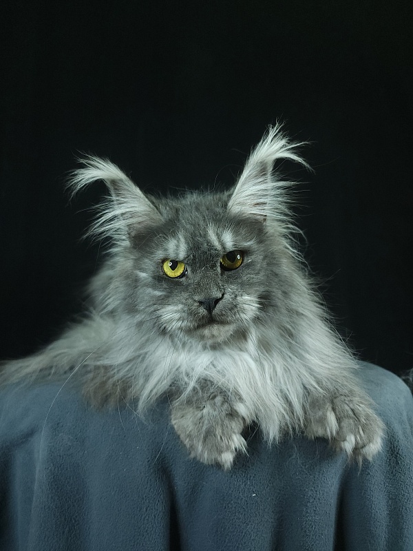 X*Warm sun Akbars (polydactyl 66/66) - Взрослый мейн-кун 1 год 9 месяцев 3 недели