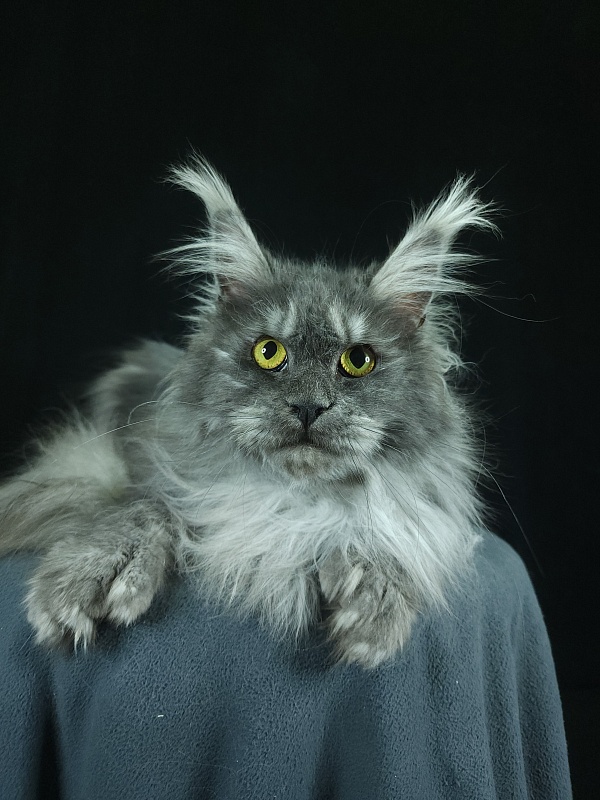 X*Warm sun Akbars (polydactyl 66/66) - Взрослый мейн-кун 1 год 9 месяцев 3 недели