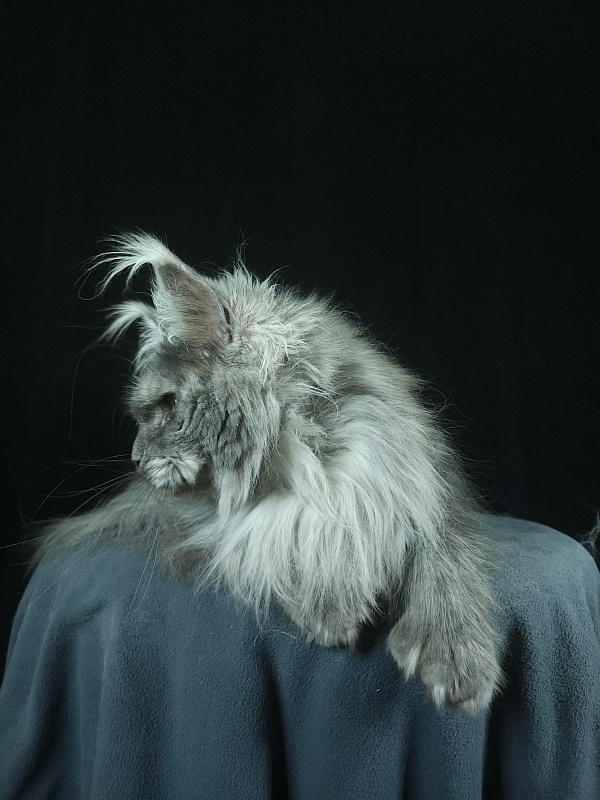 X*Warm sun Akbars (polydactyl 66/66) - Взрослый мейн-кун 1 год 9 месяцев 3 недели