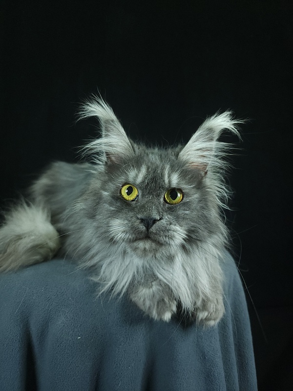 X*Warm sun Akbars (polydactyl 66/66) - Взрослый мейн-кун 1 год 9 месяцев 3 недели