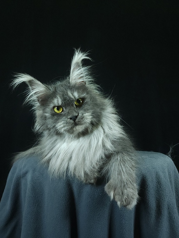 X*Warm sun Akbars (polydactyl 66/66) - Взрослый мейн-кун 1 год 9 месяцев 3 недели