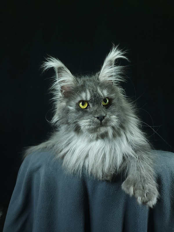 X*Warm sun Akbars (polydactyl 66/66) - Взрослый мейн-кун 1 год 9 месяцев 3 недели