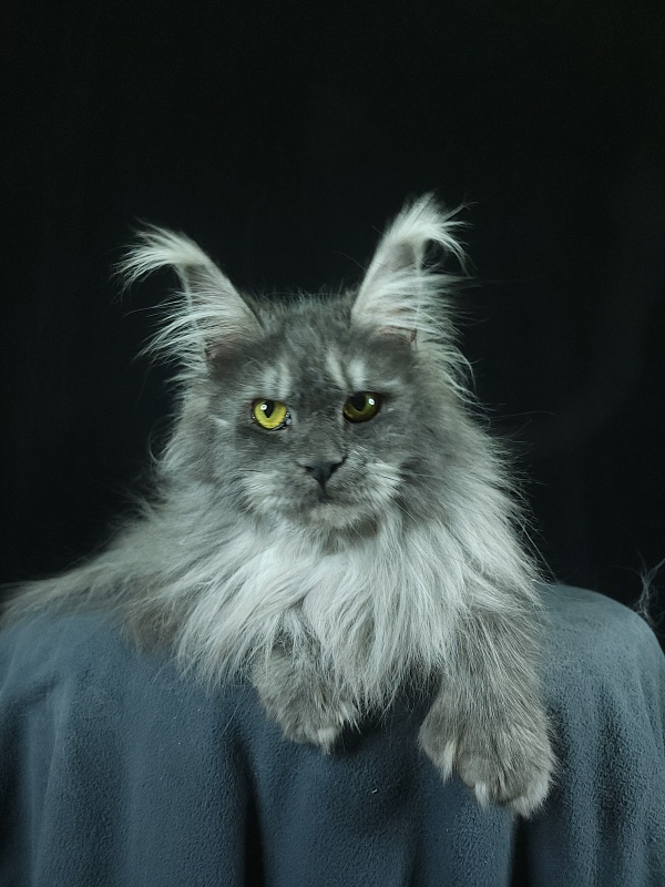 X*Warm sun Akbars (polydactyl 66/66) - Взрослый мейн-кун 1 год 9 месяцев 3 недели