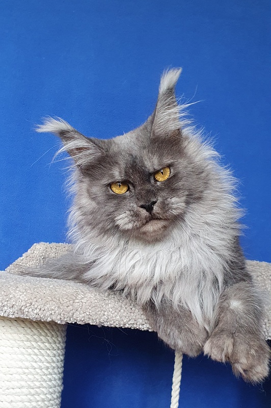 X*Warm sun Akbars (polydactyl 66/66) - Взрослый мейн-кун 2 года 2 месяца