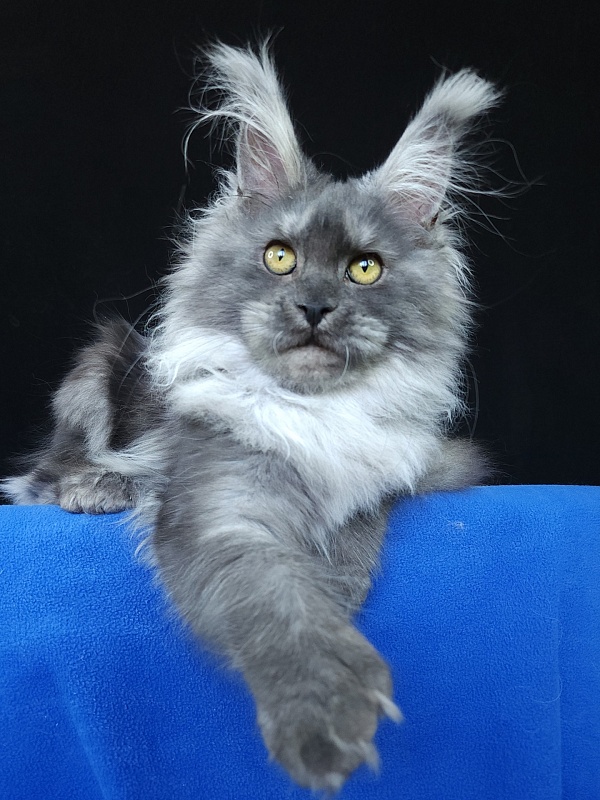 X*Warm sun Akbars (polydactyl 66/66) - Котенок мейн-кун 6 месяцев 0,5 недель