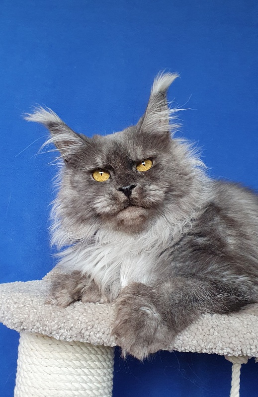 X*Warm sun Akbars (polydactyl 66/66) - Взрослый мейн-кун 2 года 2 месяца