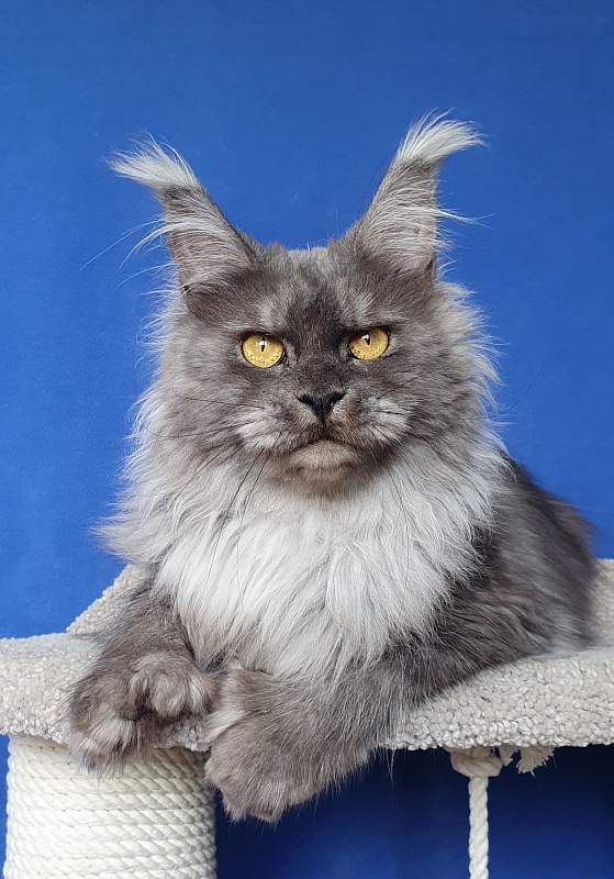 X*Warm sun Akbars (polydactyl 66/66) - Взрослый мейн-кун 2 года 2 месяца