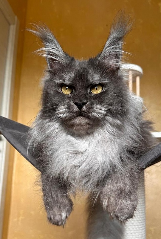 X*Warm sun Akbars (polydactyl 66/66) - Взрослый мейн-кун 3 года 1 месяц 3,5 недели