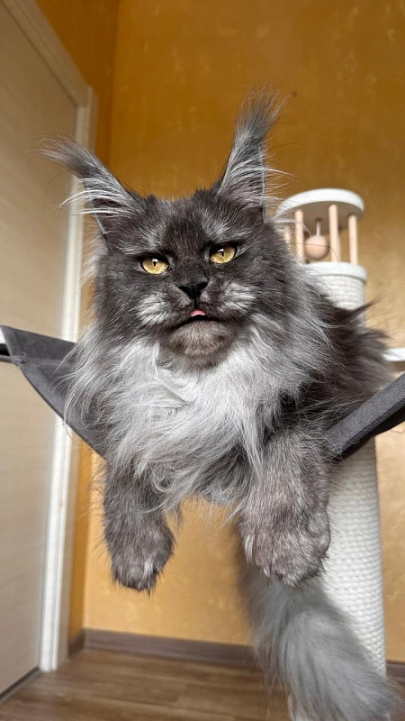 X*Warm sun Akbars (polydactyl 66/66) - Взрослый мейн-кун 3 года 1 месяц 3,5 недели