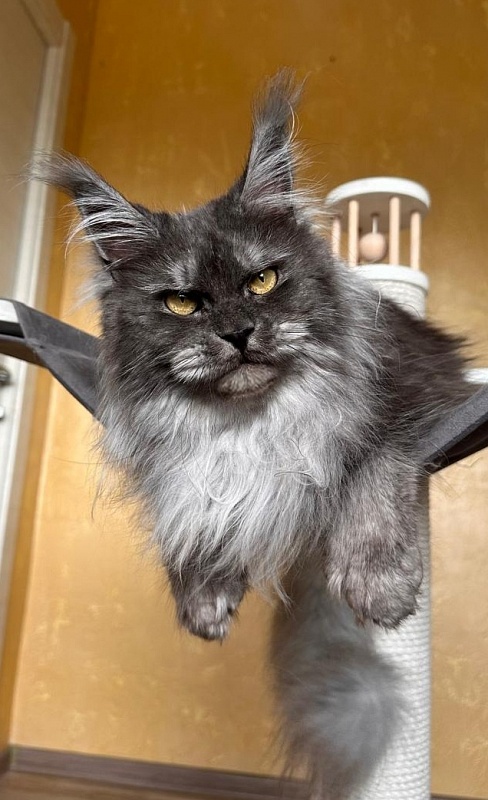X*Warm sun Akbars (polydactyl 66/66) - Взрослый мейн-кун 3 года 1 месяц 3,5 недели