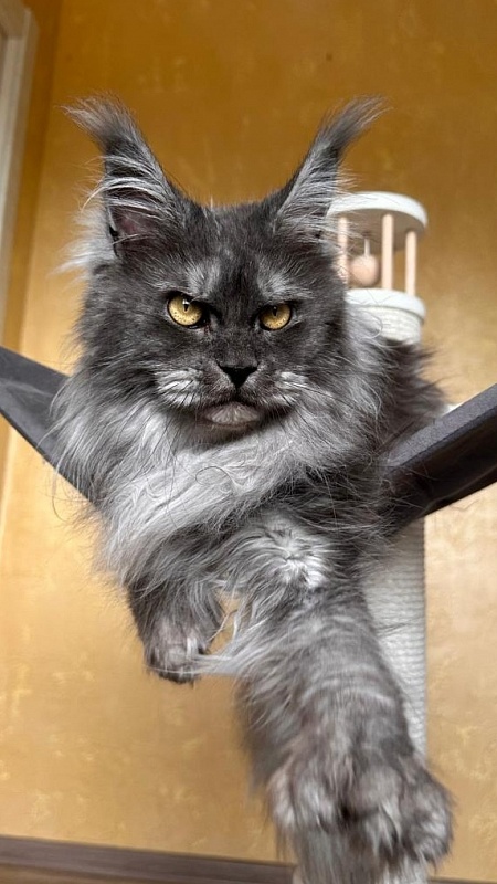 X*Warm sun Akbars (polydactyl 66/66) - Взрослый мейн-кун 3 года 1 месяц 3,5 недели