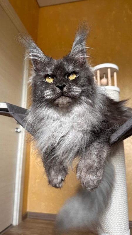 X*Warm sun Akbars (polydactyl 66/66) - Взрослый мейн-кун 3 года 1 месяц 3,5 недели