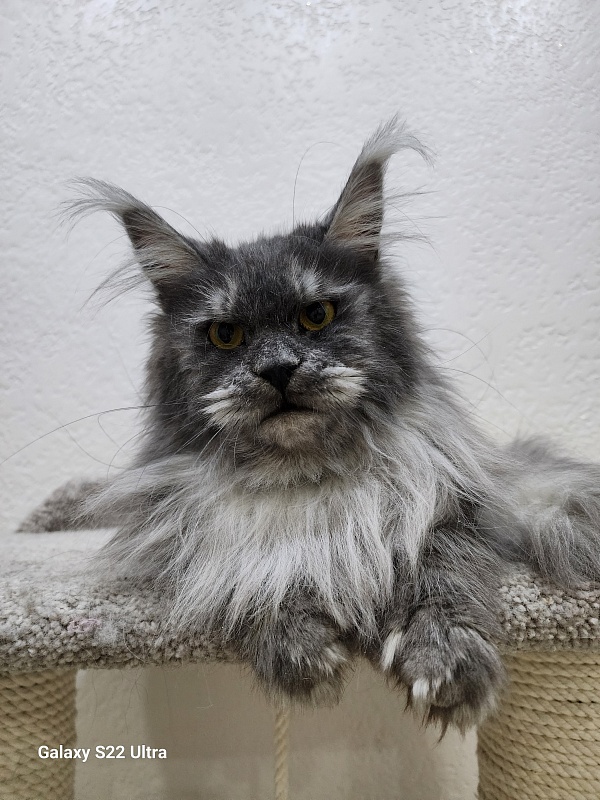 X*Warm sun Akbars (polydactyl 66/66) - Взрослый мейн-кун 1 год 5 месяцев 3 недели