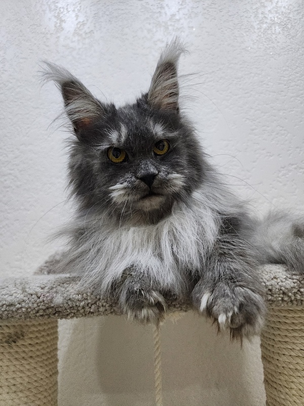 X*Warm sun Akbars (polydactyl 66/66) - Взрослый мейн-кун 1 год 5 месяцев 3 недели