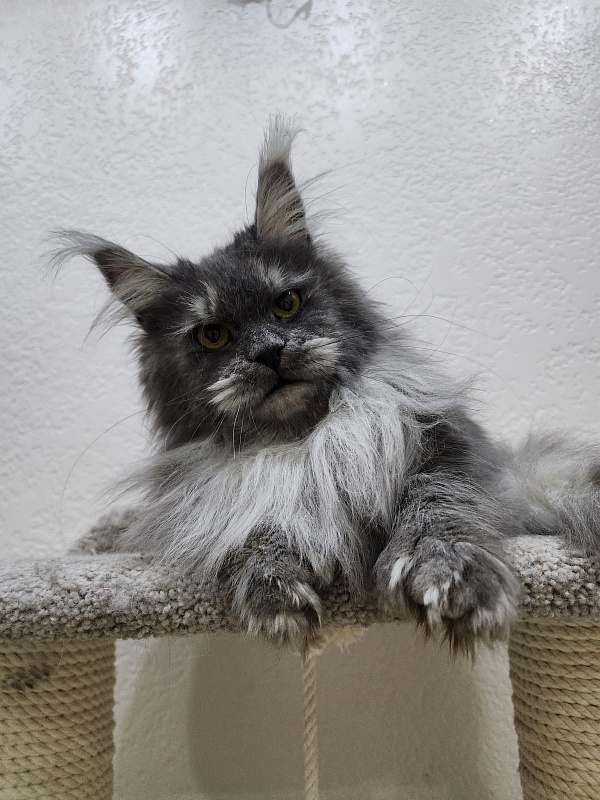 X*Warm sun Akbars (polydactyl 66/66) - Взрослый мейн-кун 1 год 5 месяцев 3 недели