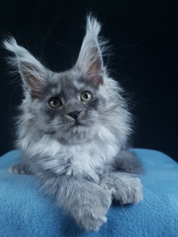 X*Warm sun Akbars (polydactyl 66/66) - Котенок мейн-кун 3 месяца 1,5 неделя