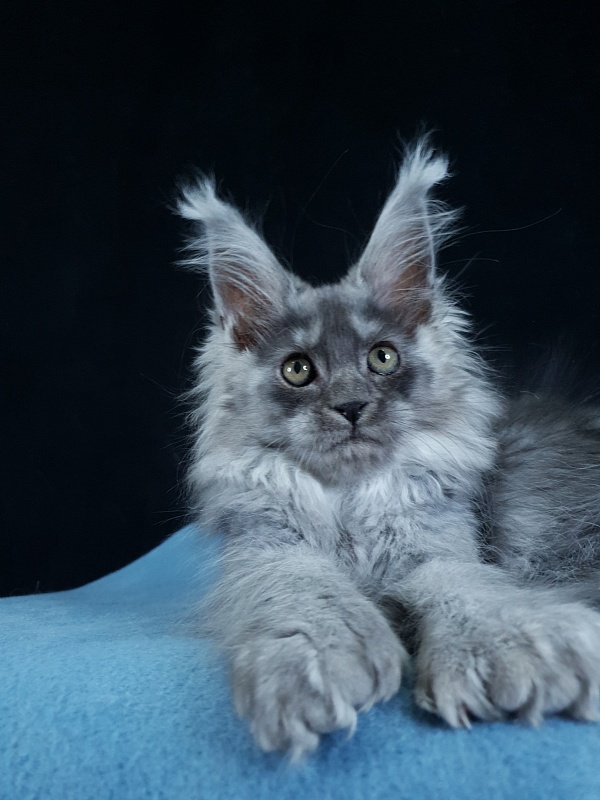 X*Warm sun Akbars (polydactyl 66/66) - Котенок мейн-кун 3 месяца 1,5 неделя