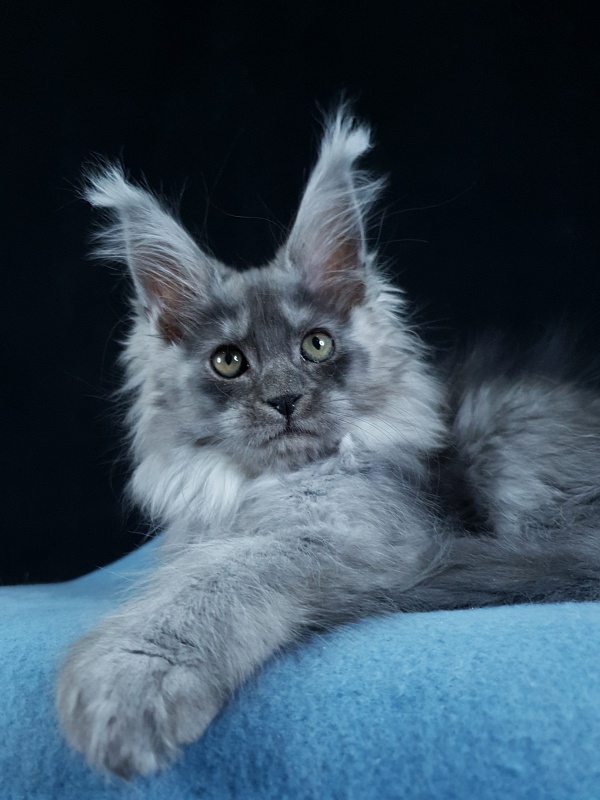 X*Warm sun Akbars (polydactyl 66/66) - Котенок мейн-кун 3 месяца 1,5 неделя