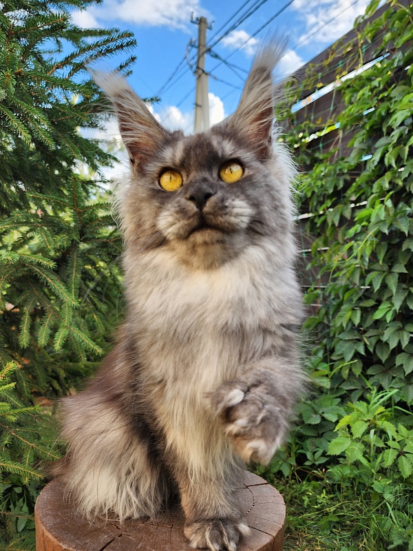 X*Warm sun Akbars (polydactyl 66/66) - Взрослый мейн-кун 1 год 2,5 недели
