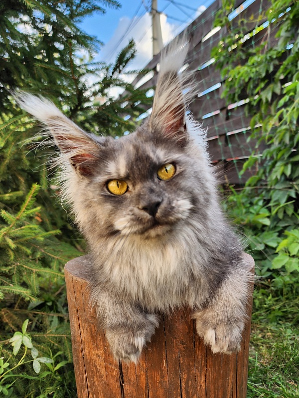X*Warm sun Akbars (polydactyl 66/66) - Взрослый мейн-кун 1 год 2,5 недели