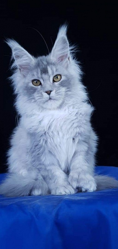 Zena Akbars (polydactyl 66/66) - Kitten maine-coon 4 months 4 weeks