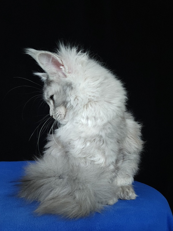 Zena Akbars (polydactyl 66/66) - Kitten maine-coon 5 months 3 weeks