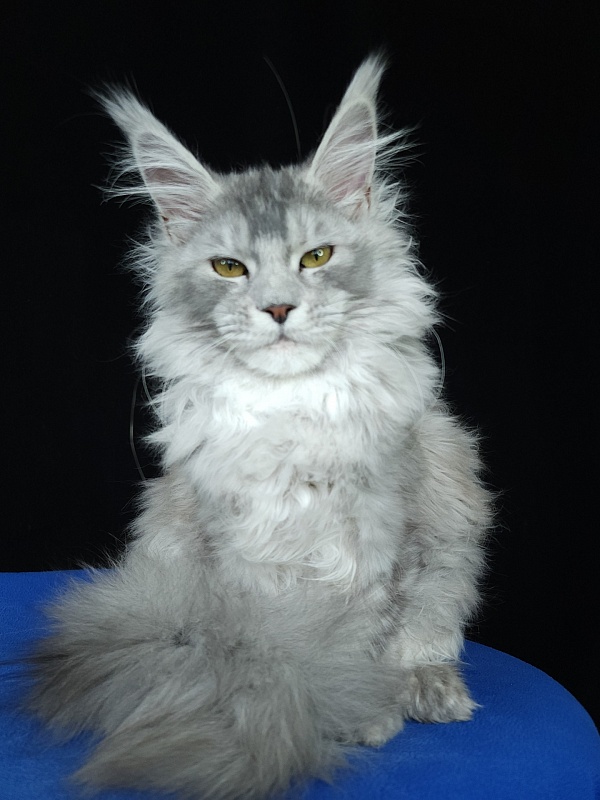 Zena Akbars (polydactyl 66/66) - Kitten maine-coon 5 months 3 weeks