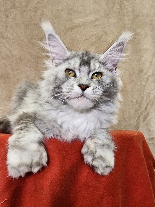 Zena Akbars (polydactyl 66/66) - Kitten maine-coon 6 months 2.5 weeks