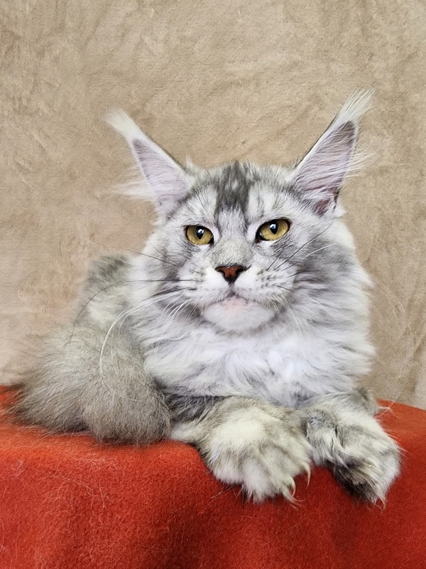 Zena Akbars (polydactyl 66/66) - Kitten maine-coon 6 months 2.5 weeks