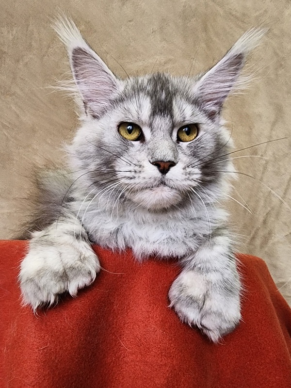 Zena Akbars (polydactyl 66/66) - Kitten maine-coon 6 months 2.5 weeks