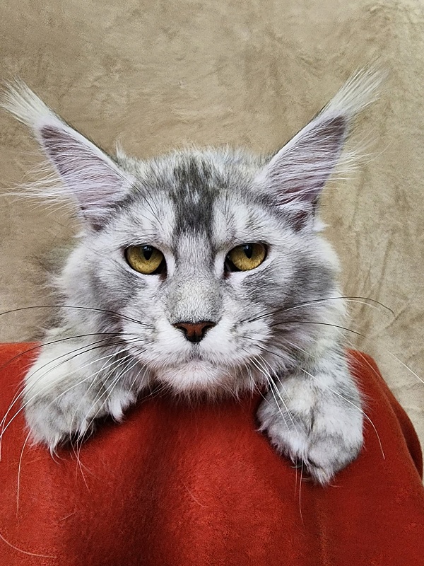 Zena Akbars (polydactyl 66/66) - Kitten maine-coon 6 months 2.5 weeks