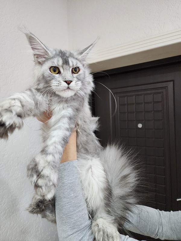 Zena Akbars (polydactyl 66/66) - Junior maine-coon 7 months