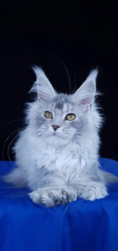 Zena Akbars (polydactyl 66/66) - Kitten maine-coon 4 months 4 weeks