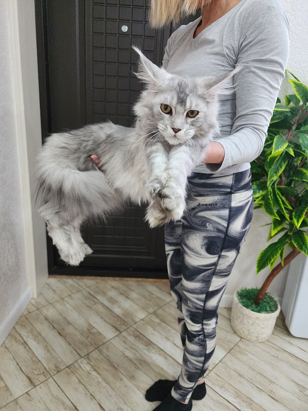 Zena Akbars (polydactyl 66/66) - Junior maine-coon 7 months