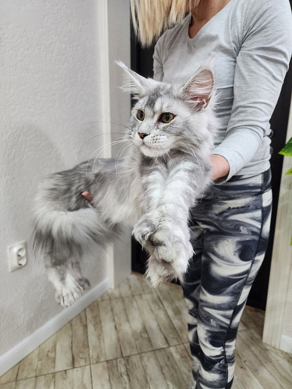 Zena Akbars (polydactyl 66/66) - Junior maine-coon 7 months