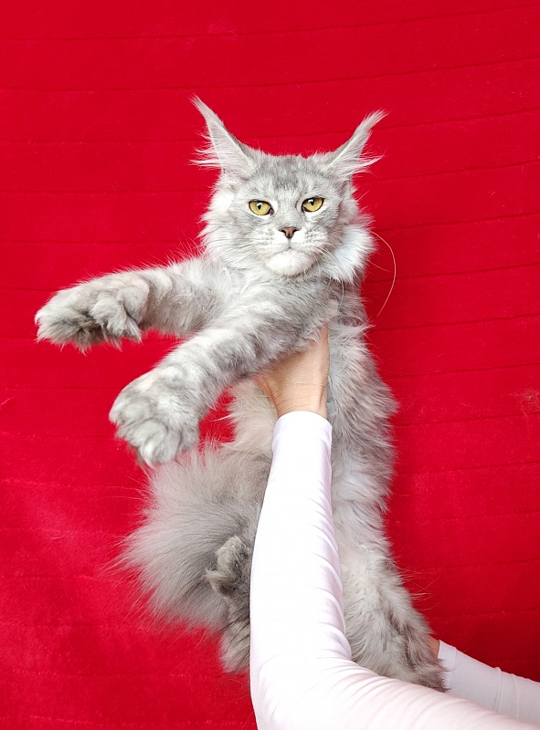 Zena Akbars (polydactyl 66/66) - Junior maine-coon 7 months 1.5 week