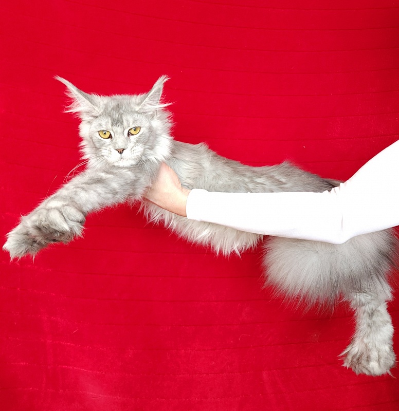 Zena Akbars (polydactyl 66/66) - Junior maine-coon 7 months 1.5 week
