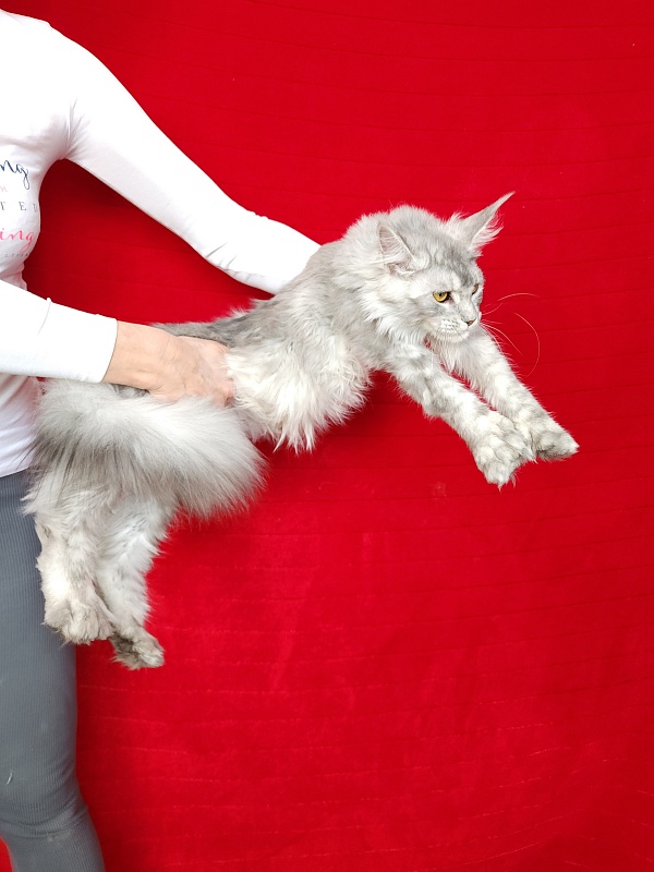 Zena Akbars (polydactyl 66/66) - Junior maine-coon 7 months 1.5 week