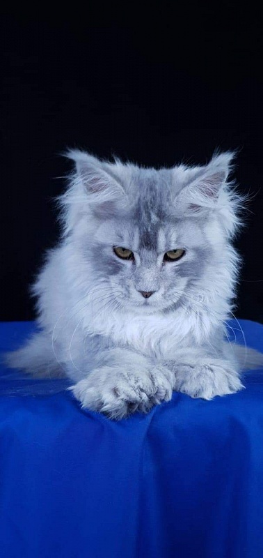 Zena Akbars (polydactyl 66/66) - Kitten maine-coon 4 months 4 weeks