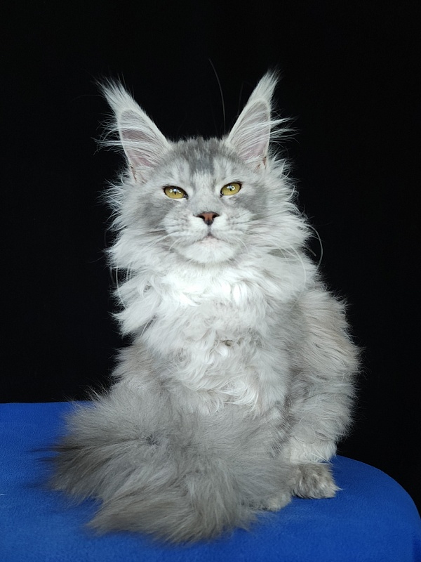 Zena Akbars (polydactyl 66/66) - Kitten maine-coon 5 months 3 weeks