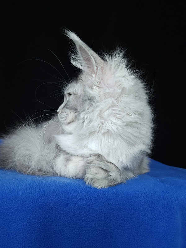 Zena Akbars (polydactyl 66/66) - Kitten maine-coon 5 months 3 weeks